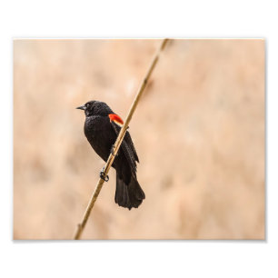 Red Winged Blackbirds in Reeds Fotografy Fotodruck