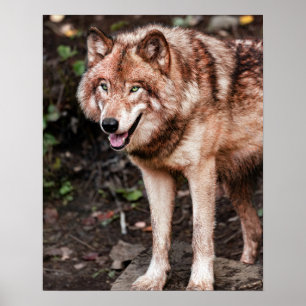 Red Wolf Cabin Style Modernes Foto Poster