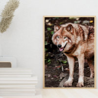 Red Wolf Cabin Style Modernes Foto