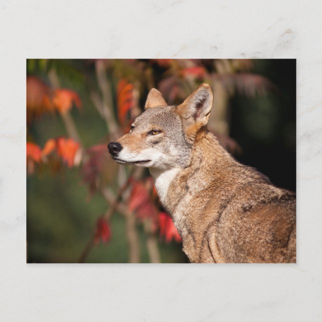 Red Wolf Postkarte (Vorderseite)