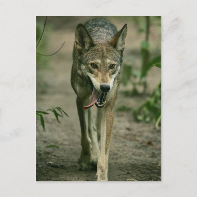 Red Wolf Postkarte (Vorderseite)