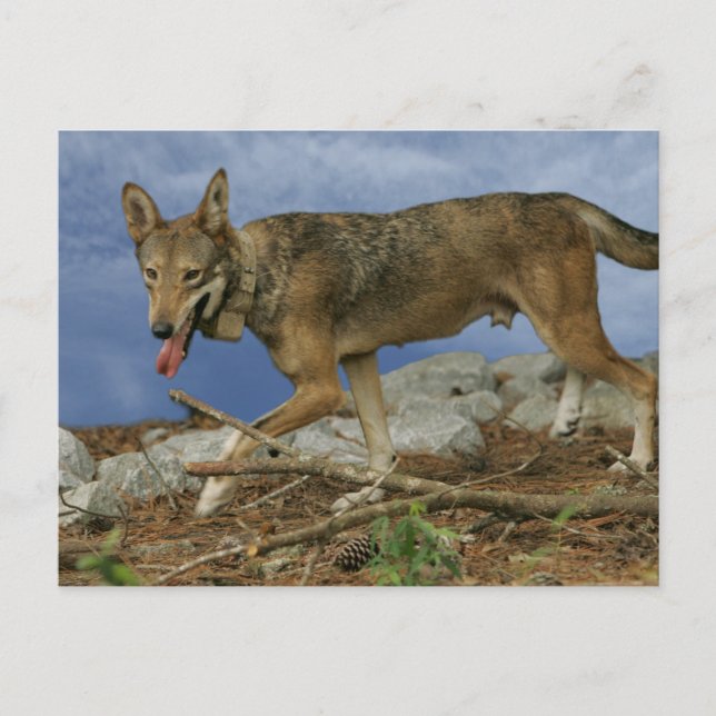 Red Wolf Pup Postkarte (Vorderseite)