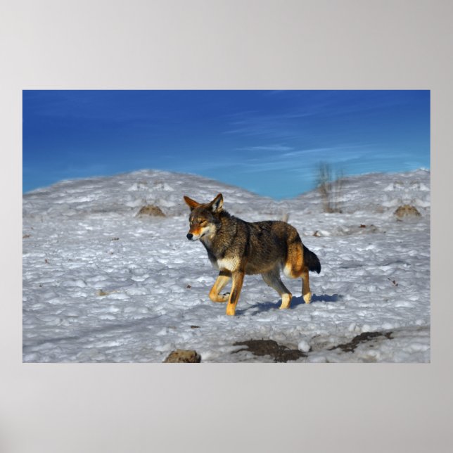 Red Wolf Winter Februar 2011 Poster (Vorne)