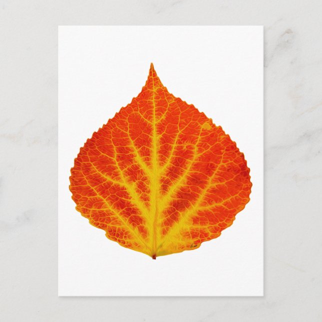 Red & Yellow Aspen Leaf #10 Postkarte (Vorderseite)
