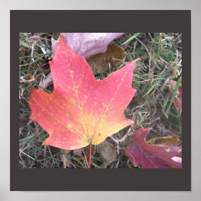 Red Yellow Autumn Leaaposter Poster (Vorne)
