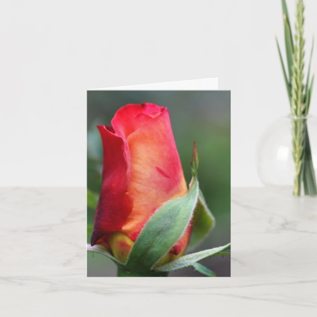 Red Yellow Rosebud Flower Photography Note Karte (Vorderseite)