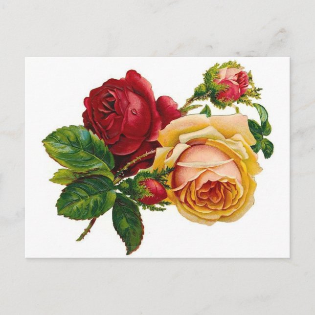 Red & Yellow Roses Postkarte (Vorderseite)