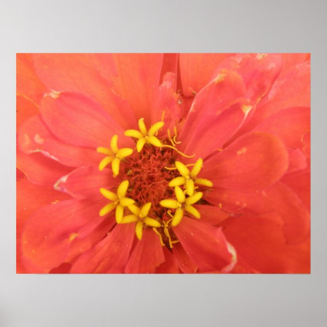 Red Zinnia Macro Print Poster (Vorne)