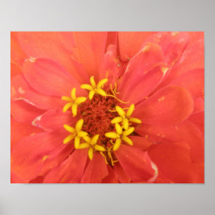 Red Zinnia Macro Print Poster