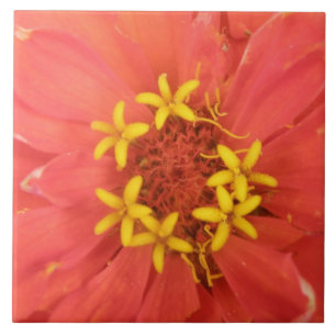 Red Zinnia Macro Tile Fliese