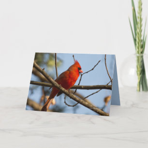 Redboy Watching Karte