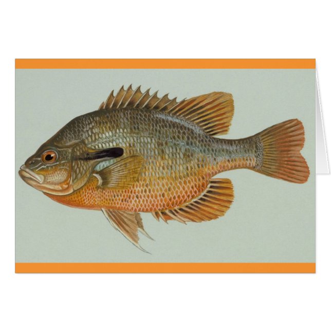 Redbreast Sunfish - Lepomis auritus (Vorderseite (Horizontal))