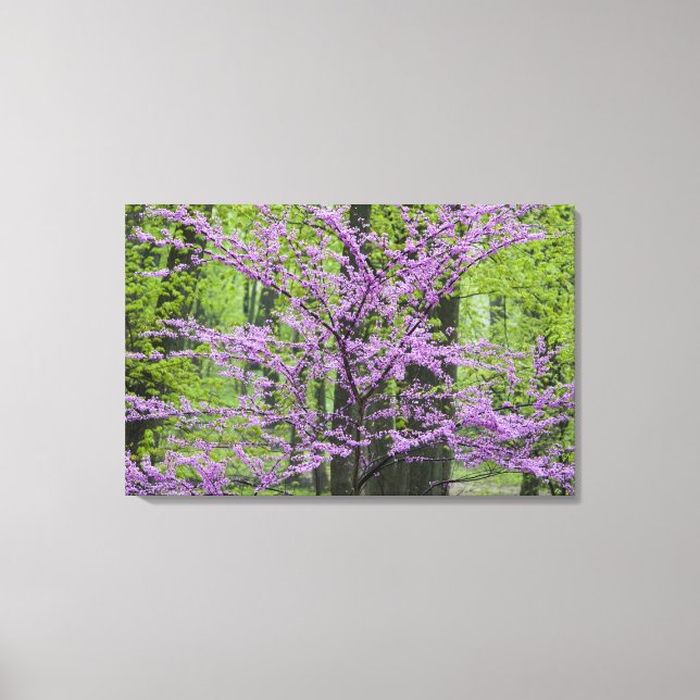 Redbud Bäume in voller Frühjahrsblüte in der Nähe  Leinwanddruck (Vorderseite)