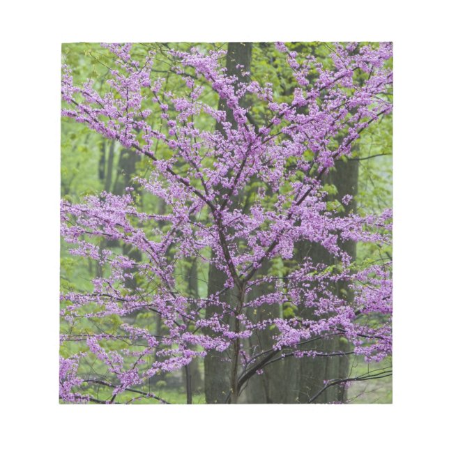 Redbud Bäume in voller Frühjahrsblüte in der Nähe  Notizblock (Vorderseite)
