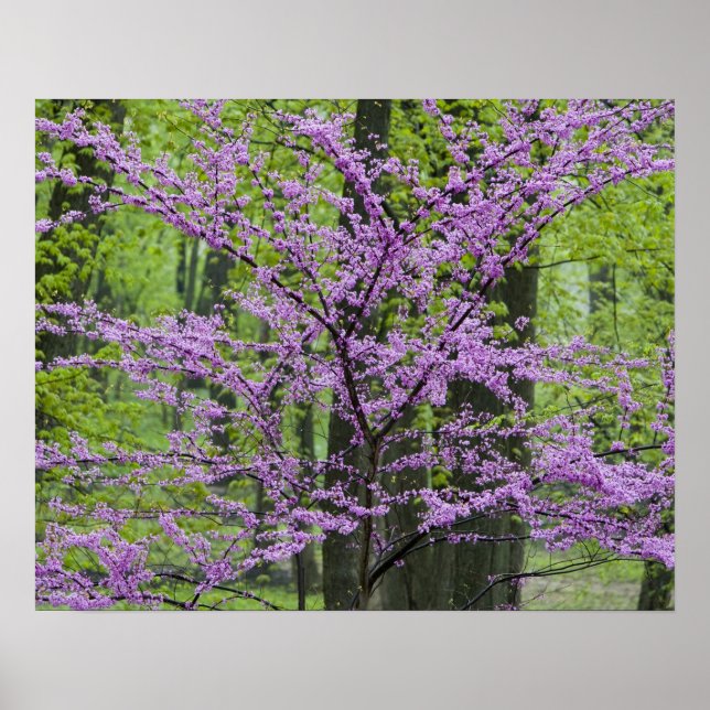 Redbud Bäume in voller Frühjahrsblüte in der Nähe  Poster (Vorne)