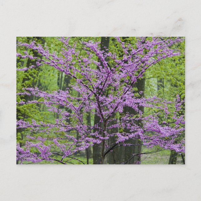 Redbud Bäume in voller Frühjahrsblüte in der Nähe  Postkarte (Vorderseite)
