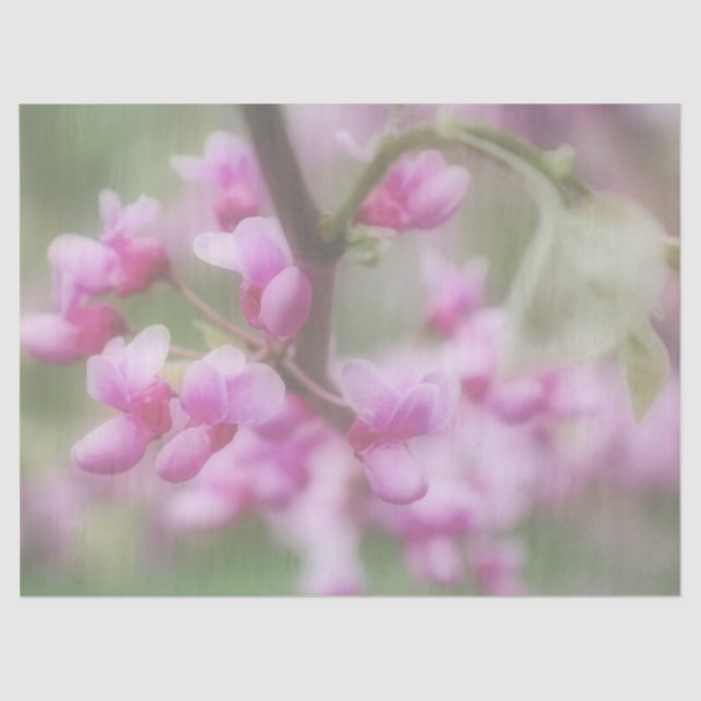 Redbud-Blüten Seidenpapier (Vorderseite)