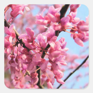 Redbud fleurit des autocollants