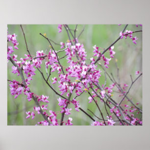 Redbud im Pokagon Staat Park Poster