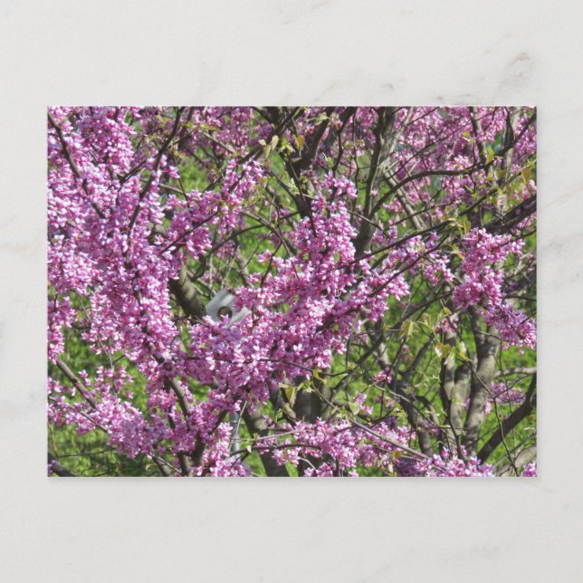 Redbud in Vollblut Postkarte (Vorderseite)