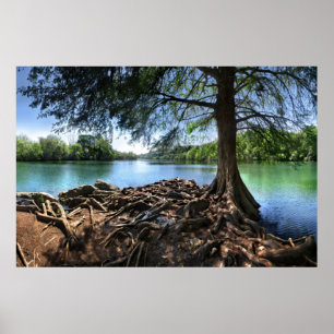 RedBud Isle Tip auf LadyBird Lake - Austin TX Poster