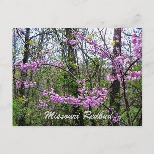 Redbud Missouri Postcard Postkarte (Vorderseite)
