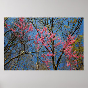 Redbud Tree (Cercis) Blühen im Frühling Poster