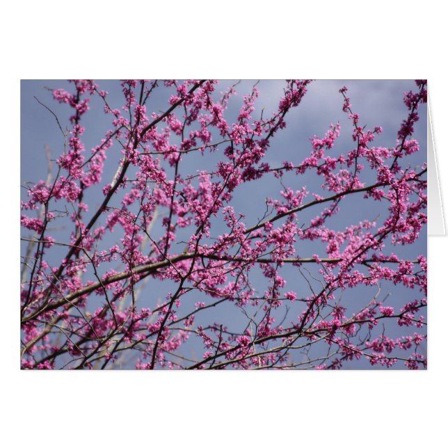 Redbuds (Vorderseite (Horizontal))