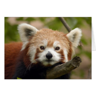 RedChinesePanda 010 Karte