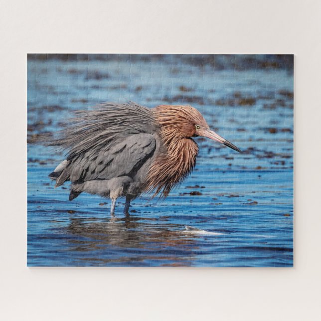 Reddish Egret am North Beach (Horizontal)
