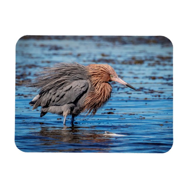 Reddish Egret am North Beach Magnet (Horizontal)