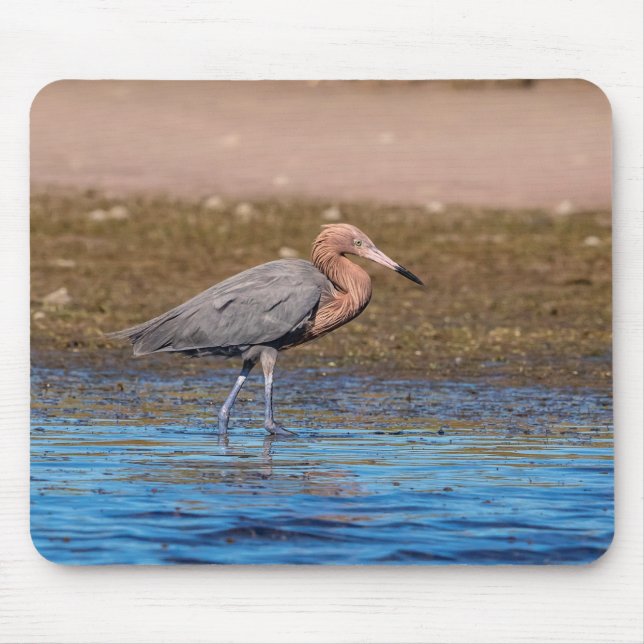 Reddish Egret am North Beach Mousepad (Vorne)