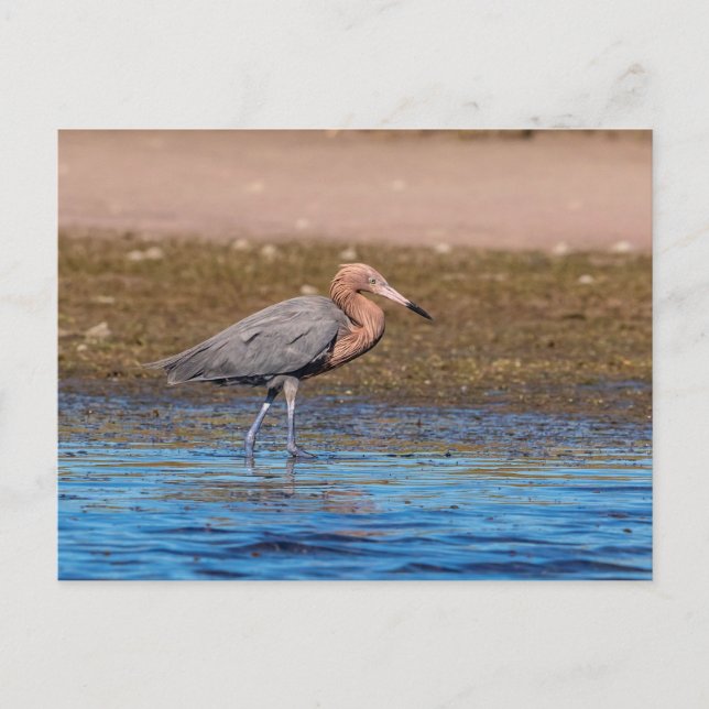 Reddish Egret am North Beach Postkarte (Vorderseite)