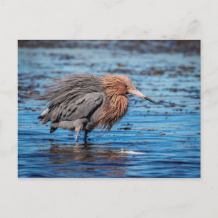 Reddish Egret am North Beach Postkarte