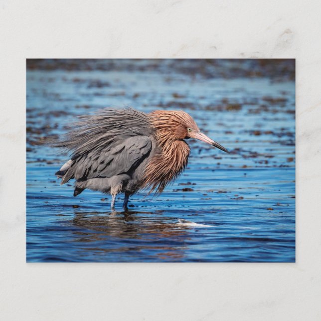 Reddish Egret am North Beach Postkarte (Vorderseite)