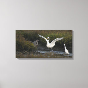 Reddish Egret II Wrapped Canvas Leinwanddruck