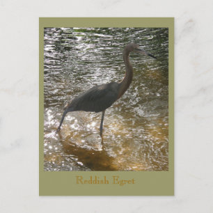Reddish Egret Postkarte