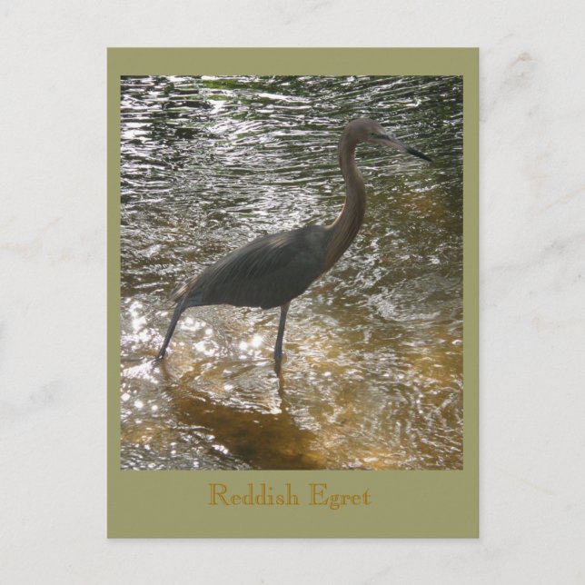 Reddish Egret Postkarte (Vorderseite)