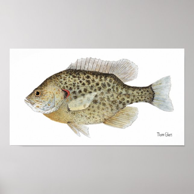 Redear Sunfish Art Poster (Vorne)