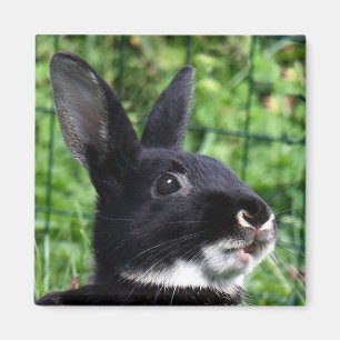 Reden von Kaninchen Magnet