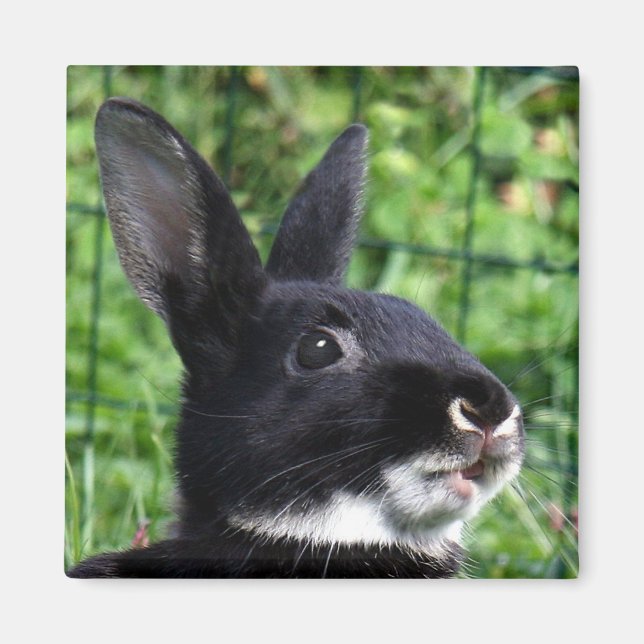 Reden von Kaninchen Magnet (Vorne)