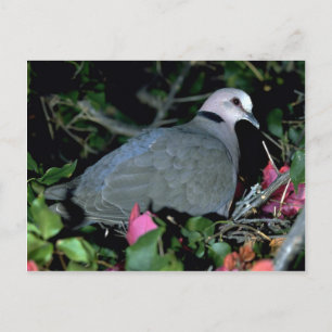 Redeye d Dove Postkarte