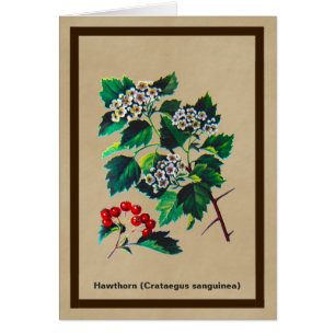 Redhaw Hawthorn sur vieux papier
