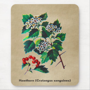 Redhaw Hawthorn über altes Papier Mousepad
