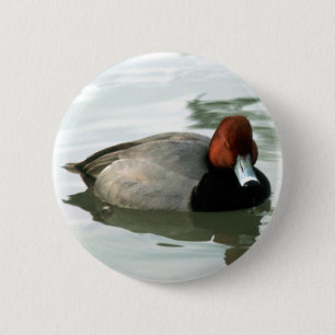 Redhead Drake (unberechtigt) Button