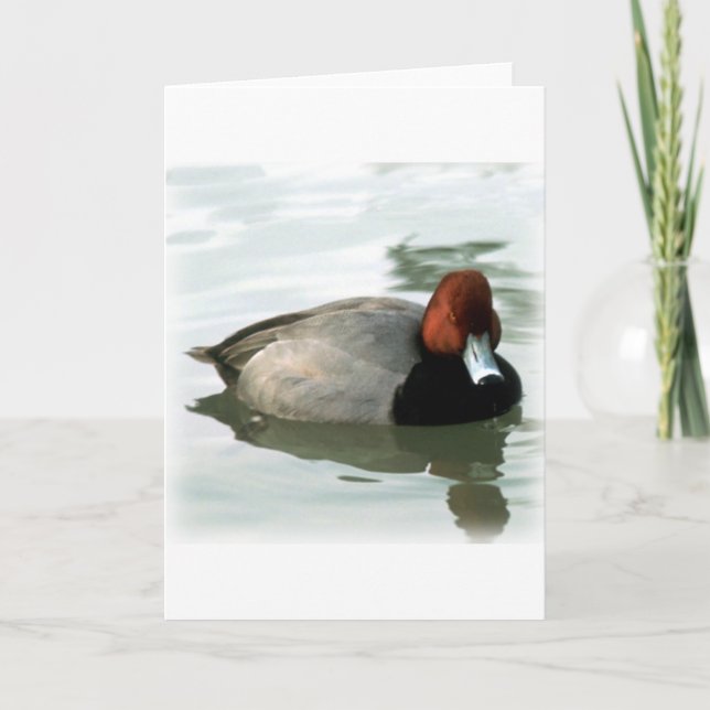 Redhead Drake (unberechtigt) Karte (Vorderseite)