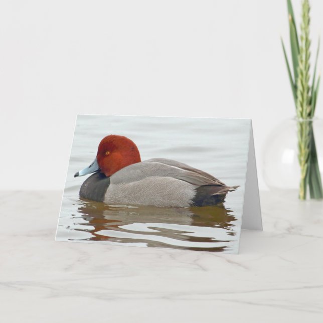Redhead Duck Drake Karte (Vorderseite)