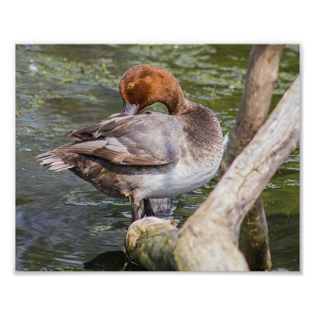 Redhead Duck Print Foto (Vorne)