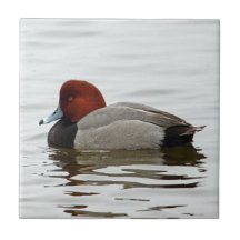 Redhead-Ente Drake - ruhiger Winter-Morgen