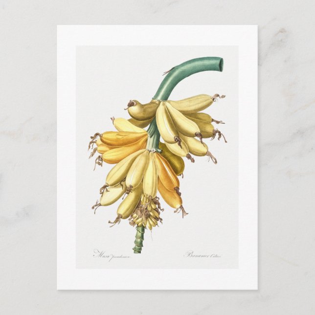 REDOUTÉ BOTANICAL "BANANAS" POSTCARD POSTKARTE (Vorderseite)